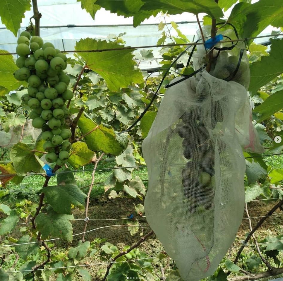tarikan saloma vineyard
