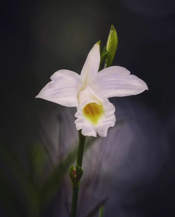 waktu operasi orchid park kuching