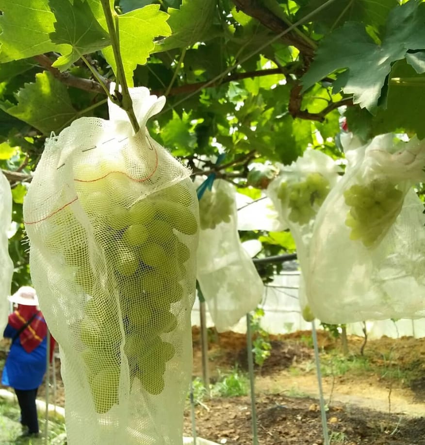 waktu operasi saloma vineyard