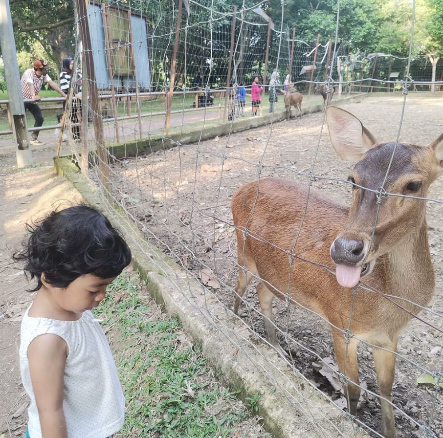 kandang rusa taman tengku anis