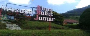 √ BUKIT JAMUR RANCABOLANG : Negeri Jamur Di Atas Awan, Review & Info Tiket.