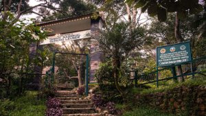 √ PESONA LIAR TAMAN NASIONAL GUNUNG LEUSER : Eksplorasi Hutan Tropis Terakhir di Sumatera, Review & Info