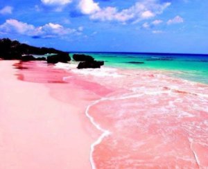 √ Menyingkap Keajaiban PINK BEACH LOMBOK