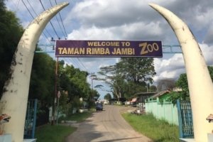 √ Taman Rimba Talang Bakung: Oase Hijau di Tengah Kota Jambi yang Sarat Edukasi dan Rekreasi