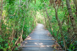 √ Taman Wisata Alam Mangrove Sungsang: Menyusuri Keindahan Hutan Bakau di Pesisir Palembang