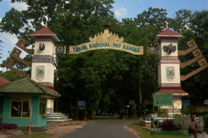 √ Wisata Taman Nasional Way Kambas: Surga Konservasi Gajah di Lampung