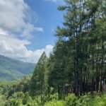 √ Hutan Sokokembang: Wisata Alam dan Primata di Pekalongan