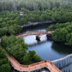 √ Hutan Mangrove Langsa – Keindahan Hijau di Ujung Timur Aceh