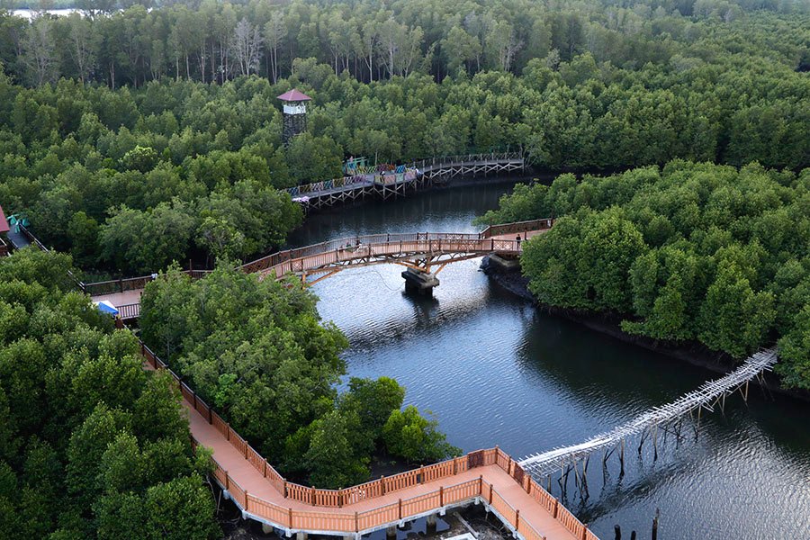 √ Hutan Mangrove Langsa – Keindahan Hijau di Ujung Timur Aceh