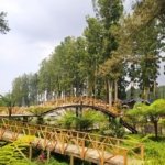 √ Hutan Pinus Limpakuwus: Pesona Alam Sejuk di Kaki Gunung Slamet