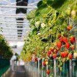 √ Kebun Strawberry Cipanas: Wisata Petik Buah Seru di Kaki Gunung Dieng
