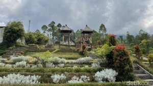 √ Taman Edelweis Tomohon: Surga Bunga di Pegunungan Sulawesi Utara,Review & Info