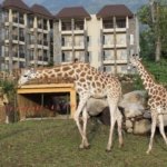 Baobab Safari Resort: Pengalaman Menginap dan Safari Seru di Pasuruan, Jawa Timur