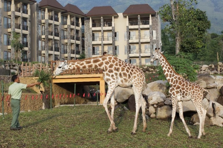 Baobab Safari Resort: Pengalaman Menginap dan Safari Seru di Pasuruan, Jawa Timur