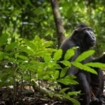 √ Cagar Alam Duasudara Bitung: Surga Alam dan Satwa Langka di Sulawesi Utara,Review & Info Tiket
