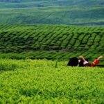 √ Kebun Teh Alahan Panjang: Surga Alam Hijau di Sumatera Barat, Review & Info Lengkap