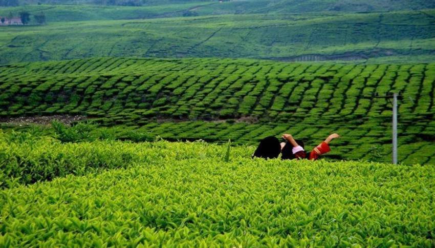 √ Kebun Teh Alahan Panjang: Surga Alam Hijau di Sumatera Barat, Review & Info Lengkap