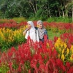 √ Taman Wisata Okura: Agrowisata & Alam Asri di Pekanbaru, Review & Info Lengkap
