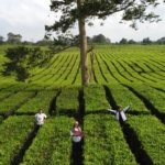 √ Kebun Teh Sidamanik: Hamparan Hijau dengan Udara Sejuk di Simalungun, Review & Info Lengkap