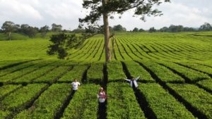 √ Kebun Teh Sidamanik: Hamparan Hijau dengan Udara Sejuk di Simalungun, Review & Info Lengkap