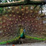 √ Taman Hewan Pematangsiantar: Kebun Binatang Edukasi Terlengkap di Sumatera, Review & Info Lengkap