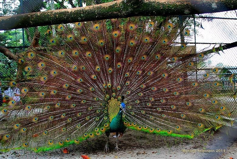√ Taman Hewan Pematangsiantar: Kebun Binatang Edukasi Terlengkap di Sumatera, Review & Info Lengkap